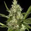 Yoda’s Brain Autoflowering Feminized Marijuana Seeds | The Seed Fair