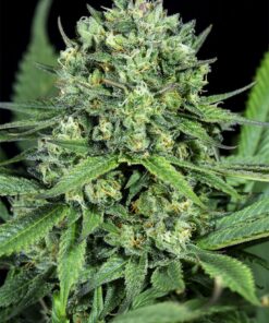 Zen CBD Feminized Marijuana Seeds | Zen CBD Strain | The Seed Fair