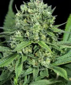 Zen CBD Feminized Marijuana Seeds | Zen CBD Strain | The Seed Fair