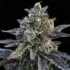 Gelato Sorbet Feminized Cannabis Seeds | Gelato Sorbet Strain | The Seed Fair
