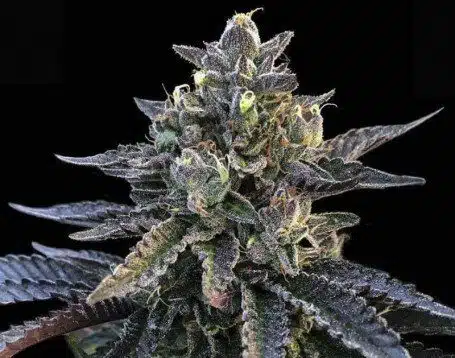 Gelato Sorbet Feminized Cannabis Seeds | Gelato Sorbet Strain | The Seed Fair