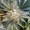 GG#1 Feminized Cannabis Seeds | GG#1 Feminized Strain | The Seed Fair