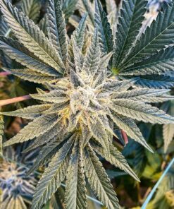 GG#1 Feminized Cannabis Seeds | GG#1 Feminized Strain | The Seed Fair