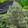 GG#4 Fast Feminized Cannabis Seeds | GG#4 Fast Strain | The Seed Fair