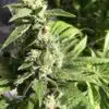 Gigabud Feminized Cannabis Seeds | Gigabud Feminized Strain | The Seed Fair