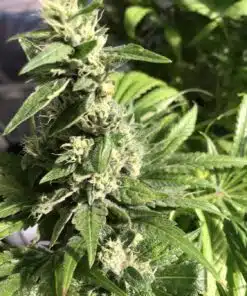 Gigabud Feminized Cannabis Seeds | Gigabud Feminized Strain | The Seed Fair