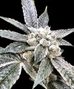 Golden Berry Feminized Cannabis Seeds | Golden Berry Strain | The Seed Fair