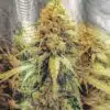 Golden Lemons Feminized Cannabis Seeds | Golden Lemons | The Seed Fair