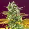Gorilla Girl Feminized Cannabis Seeds | Gorilla Girl Strain | The Seed Fair