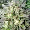 Grapefruit Krush Feminized Cannabis Seeds | The Seed Fair