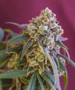 Green Crack Punch Feminized Cannabis Seeds | The Seed Fair
