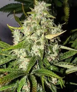 Green Potion Fast Feminized Cannabis Seeds | The Seed Fair