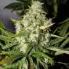 Green Love Potion Feminized Cannabis Seeds | Green Love Strain | The Seed Fair