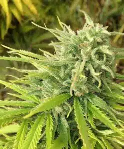 Green Poison CBD Feminized Cannabis Seeds | The Seed Fair