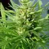 Guawi Feminized Cannabis Seeds | Guawi Feminized Strain | The Seed Fair