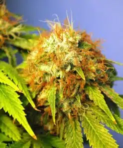 Hammer Shark Feminized Cannabis Seeds | Hammer Shark Strain | The Seed Fair
