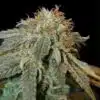 Haoma Feminized Cannabis Seeds | Haoma Feminized Strain | The Seed Fair