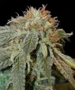 Haoma Feminized Cannabis Seeds | Haoma Feminized Strain | The Seed Fair