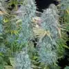 Happiness Feminized Cannabis Seeds | Happiness Feminized Strain | The Seed Fair