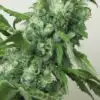 Highlo Feminized Cannabis Seeds | Highlo Feminized Strain | The Seed Fair