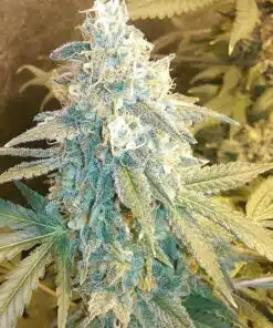 Holy Grail 69 Feminized Cannabis Seeds | Holy Grail Strain | The Seed Fair