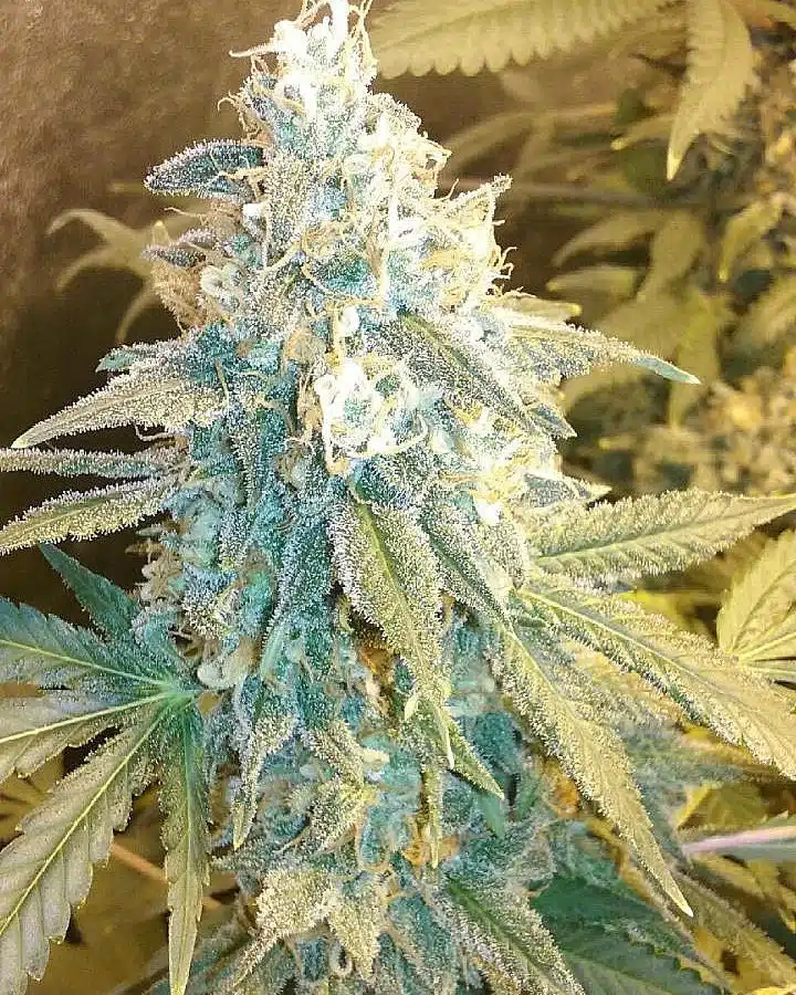 Holy Grail 69 Feminized Cannabis Seeds | Holy Grail Strain | The Seed Fair