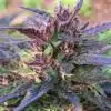 Honduras Breeze Feminized Cannabis Seeds | The Seed Fair