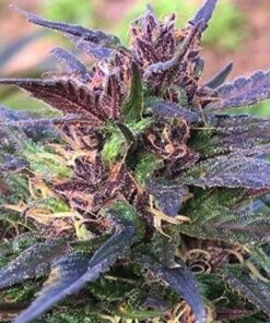 Honduras Breeze Feminized Cannabis Seeds | The Seed Fair