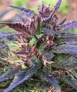 Honduras Breeze Feminized Cannabis Seeds | The Seed Fair