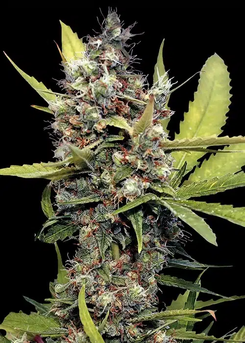 Honey B Feminized Cannabis Seeds | Honey B Strain | The Seed Fair