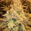 Honey Cream FAST Version Feminized Cannabis Seeds | The Seed Fair