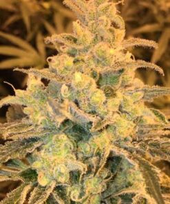 Honey Cream FAST Version Feminized Cannabis Seeds | The Seed Fair