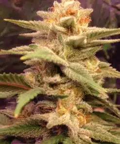 Honeybells Feminized Cannabis Seeds | Honeybells Feminized Strain | The Seed Fair