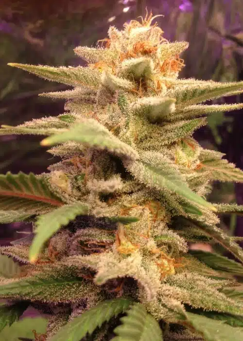 Honeybells Feminized Cannabis Seeds | Honeybells Feminized Strain | The Seed Fair