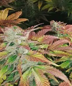 HulkBerry Feminized Cannabis Seeds | Hulkberry Feminized Strain | The Seed Fair