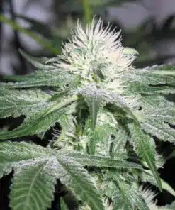 Ice Feminized Cannabis Seeds | Ice Feminized Strain | The Seed Fair
