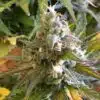 Ice Bomb Feminized Cannabis Seeds | Ice Bomb Strain | The Seed Fair