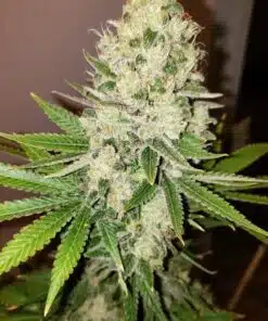 Iced Skunk Feminized Cannabis Seeds | Iced Skunk Strain | The Seed Fair