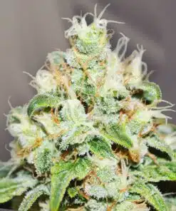 Jagg Kush Feminized Cannabis Seeds | Jagg Kush Strain | Golden Berry Strain | The Seed Fair