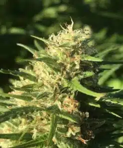 Jekyll Passion Feminized Cannabis Seeds | Jekyll Passion Strain | The Seed Fair