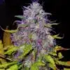 Jock Horror Feminized Cannabis Seeds | Jock Horror Strain | The Seed Fair