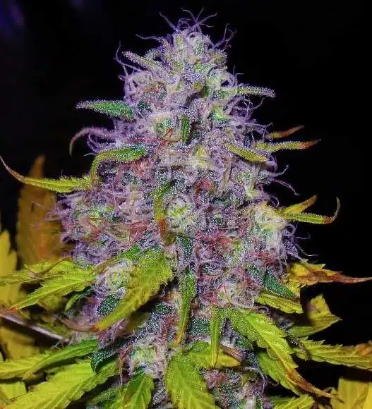 Jock Horror Feminized Cannabis Seeds | Jock Horror Strain | The Seed Fair