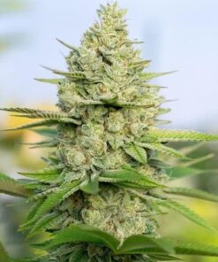 Jorge's Diamond Feminized Cannabis Seeds | Jorge's Diamond | The Seed Fair