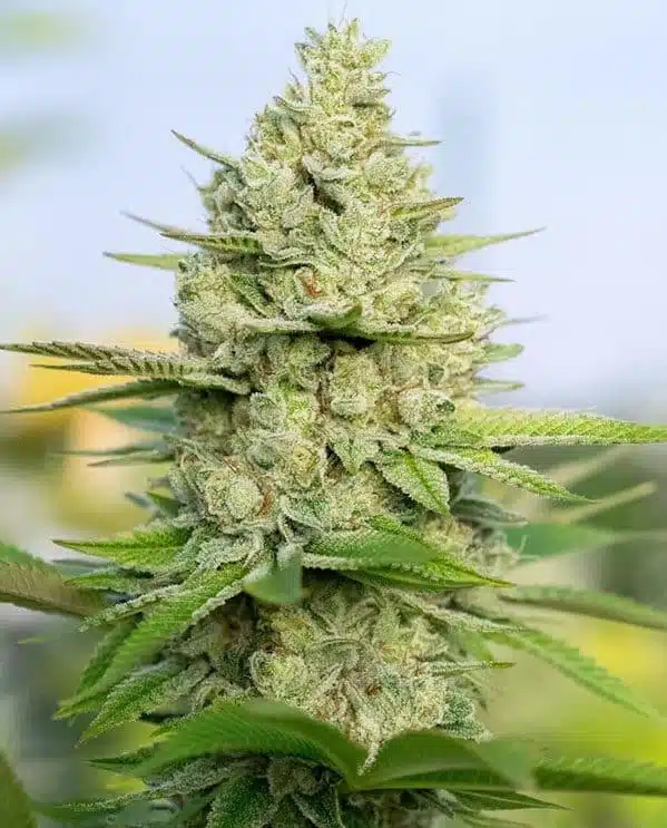 Jorge's Diamond Feminized Cannabis Seeds | Jorge's Diamond | The Seed Fair