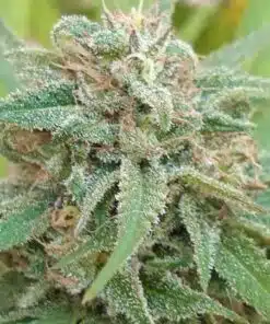 Kabrales Feminized Cannabis Seeds | Kabrales Feminized Strain | The Seed Fair