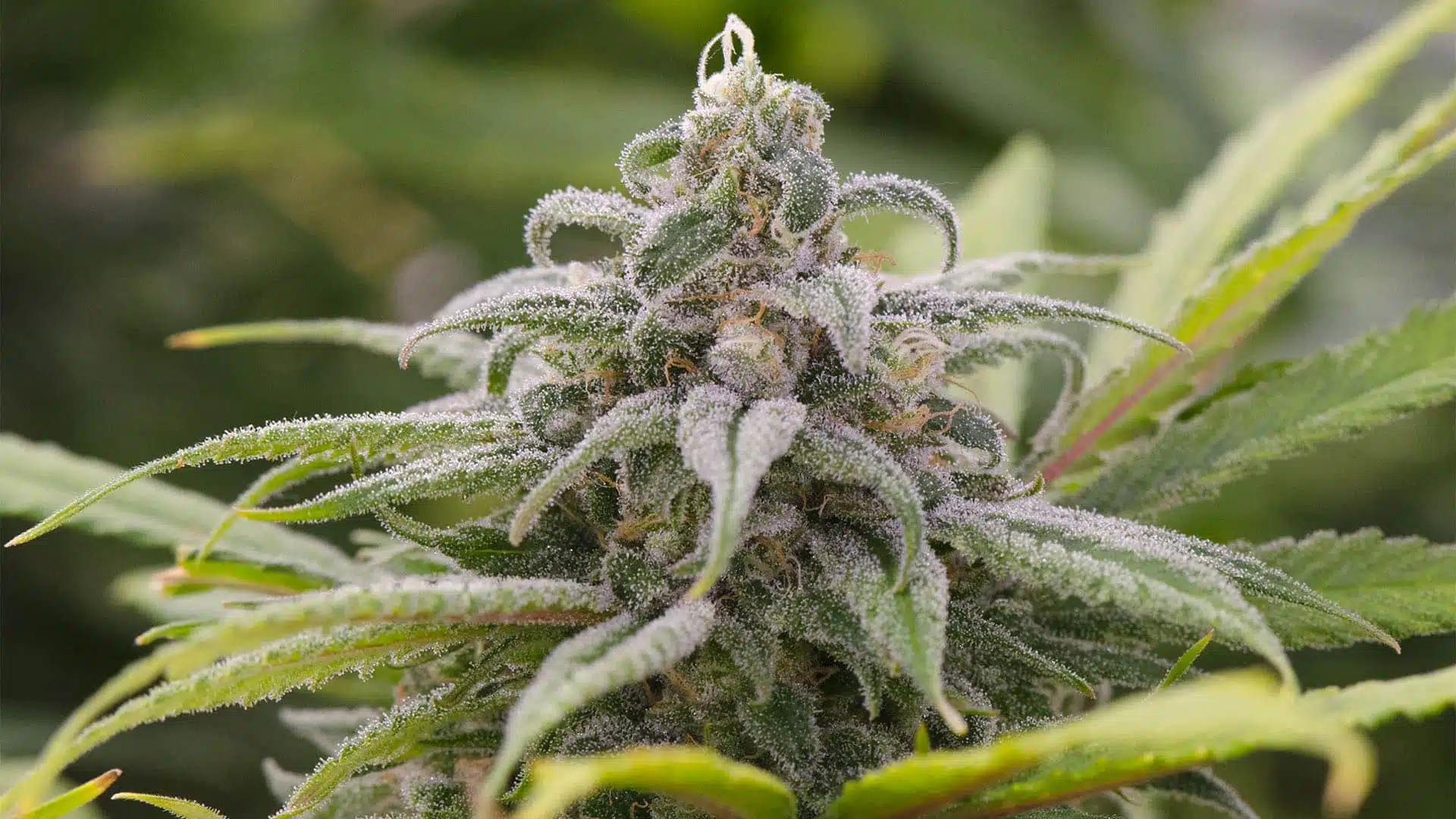 Hawaii Maui Waui Feminized Cannabis Seeds | Hawaii Maui Strain | The Seed Fair