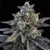 Gelato Sorbet Feminized Cannabis Seeds | Gelato Sorbet Strain | The Seed Fair
