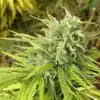 Green Poison FAST Version Feminized Cannabis Seeds | The Seed Fair