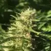 Jekyll Passion Feminized Cannabis Seeds | Jekyll Passion Strain | The Seed Fair