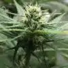 Avidekel Feminized Cannabis Seeds | The Seed Fair